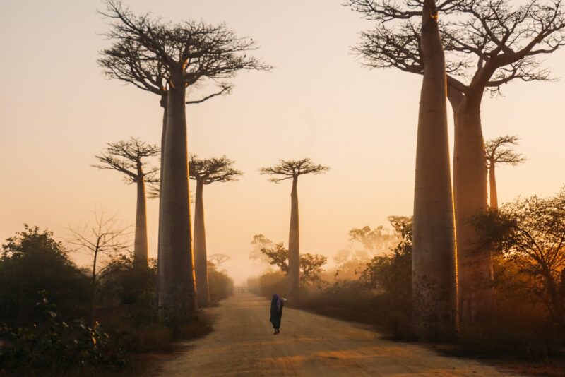 マダガスカル　バオバブの並木道